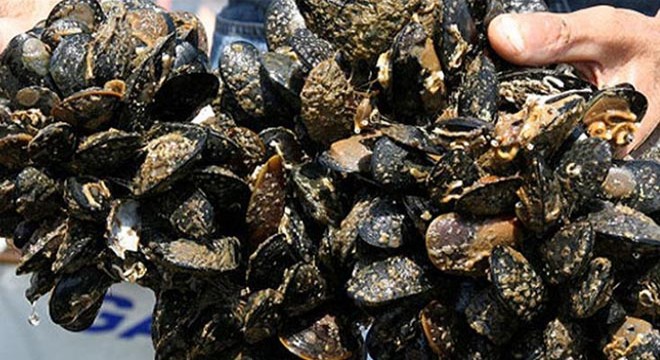 İzmit Körfezi nde kaçak midye avlayan 6 kişi yakalandı