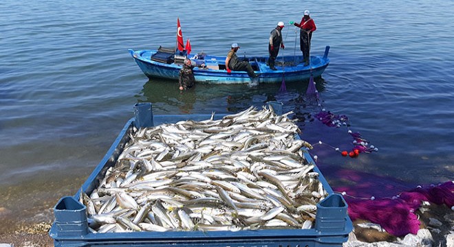 İznik Gölü nde gümüş balığı bolluğu