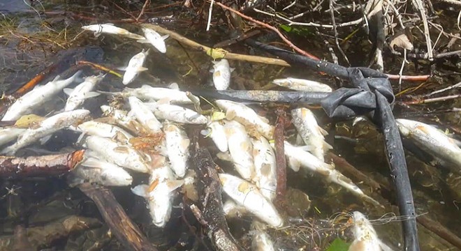 İznik Gölü nü besleyen derede yüzlerce balık öldü