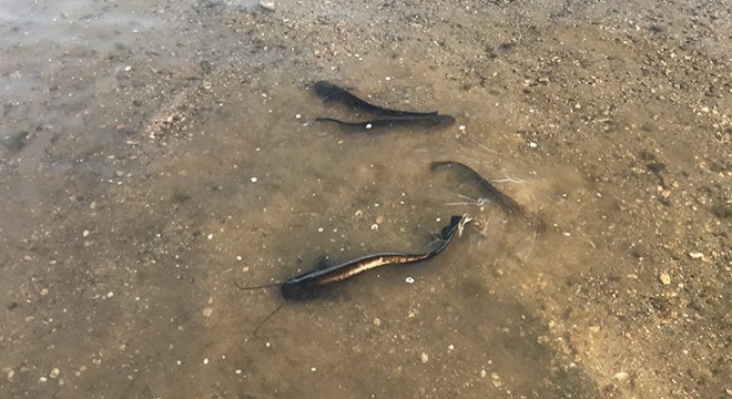 İznik gölüne 6 bin adet yavru yayın balığı bırakıldı