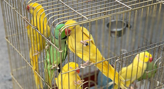 Jako ve Pakistan papağanları ele geçirildi