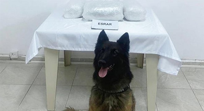 Jandarma köpeği  Karbon  10 kilo uyuşturucuya geçit vermedi