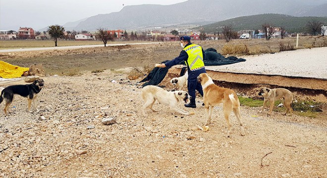 Jandarma, sokak köpeklerini eliyle besledi