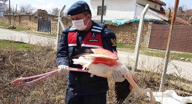 Jandarmanın bulduğu yaralı flamingo, tedaviye alındı