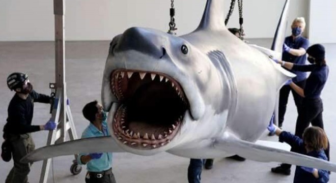 Jaws filminde kullanılan dev köpekbalığı yenilendi