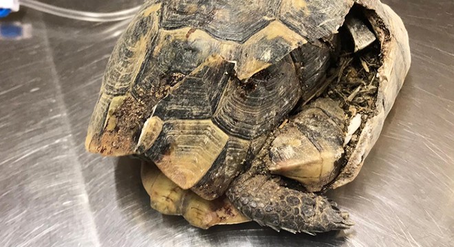 Kabuğu kırılan kaplumbağa tedavi edildi