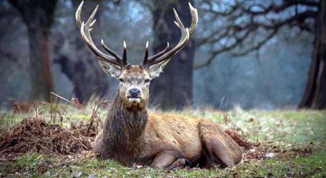 Kaçak avcılar tarafından vurulan kızıl geyik korumaya alındı