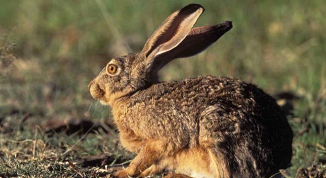 Kaçak tavşan avlayan 2 kişiye 4 bin 348 lira ceza