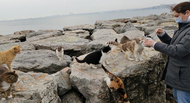 Kadıköy Sahili nde aç kalan hayvanları beslediler