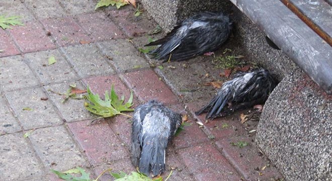 Kadıköy de dolu nedeniyle kuşlar öldü