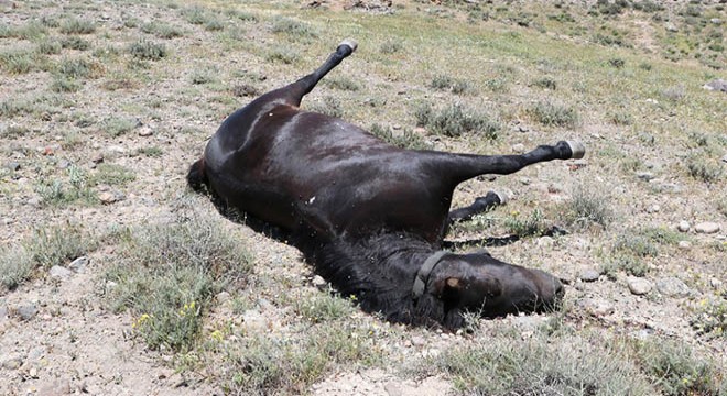 Kadın muhtarın kovboy kıyafetiyle gezdiği at öldürüldü