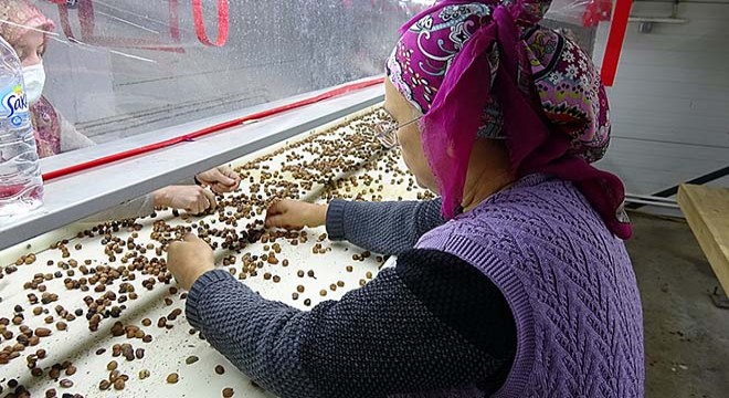 Kadınlar fındığı ihracata hazır hale getiriyor