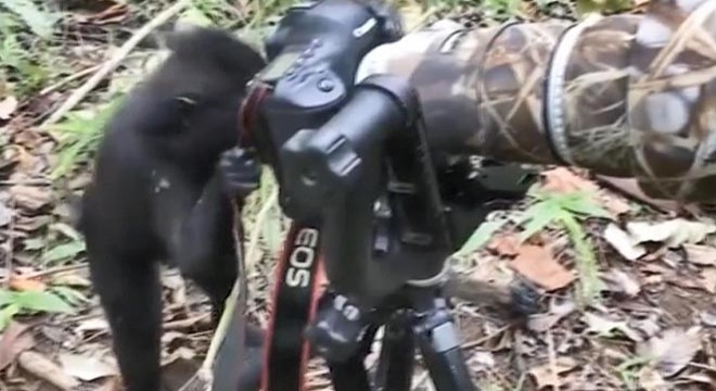 Kameranın başına geçen makak maymunu viral oldu