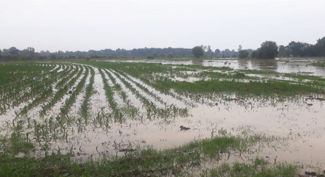 Kanal taştı, tarım arazilerini su bastı
