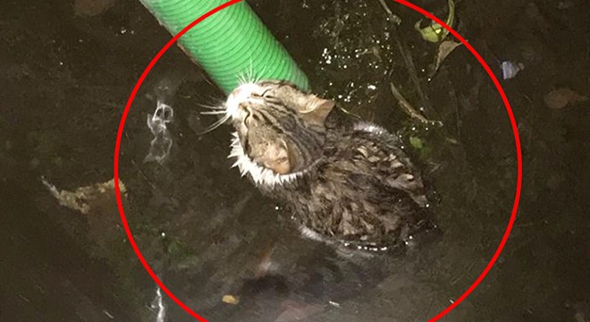 Kanala düşen yavru kediyi kurtardı, kendisi mahsur kaldı