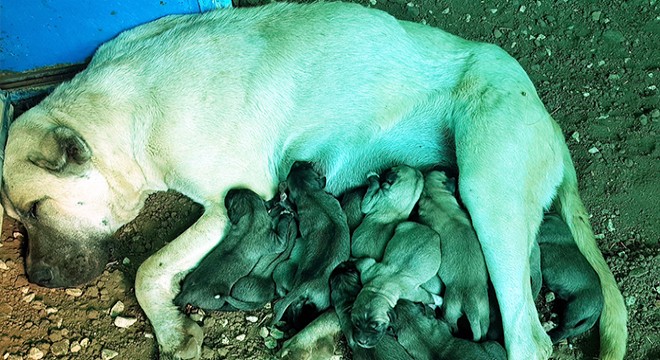 Kangal köpeği, 14 yavru dünyaya getirdi