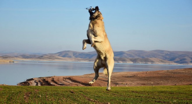 Kangal köpeğinin, 5 metre yüksekteki dronu kapma anı kamerada