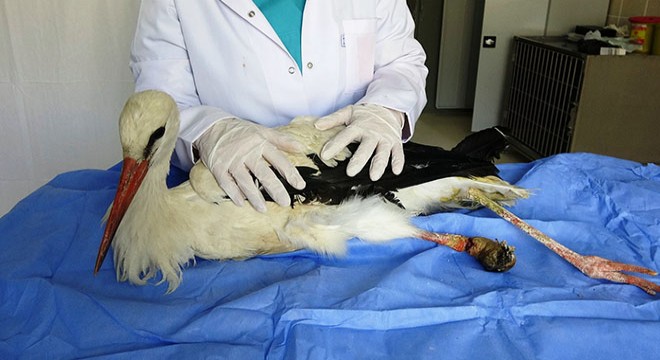 Kangren olan bacağı kesilen leyleğe protez takılacak