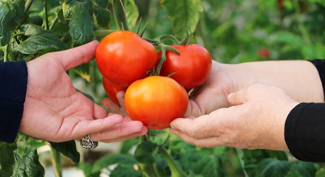 Kaplıca suyuyla büyüyen domatesler 10 ülkeye ihraç ediliyor