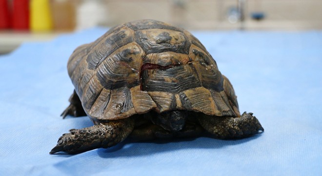 Kaplumbağanın kırılan kabuğu, kemik çimentosuyla onarıldı
