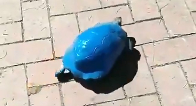 Kaplumbağayı maviye boyadılar