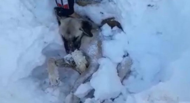 Kar altından çıkarılan köpek, telef oldu