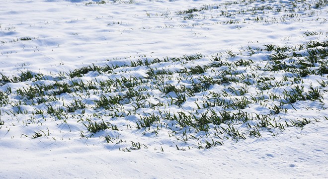 Kar, buğday üreticisini sevindirdi