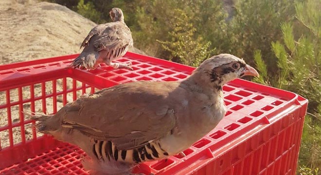 Karabük’te bin keklik doğaya salındı