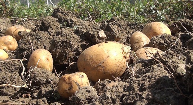 Karabük’te sulu tarıma geçince patates ektiler