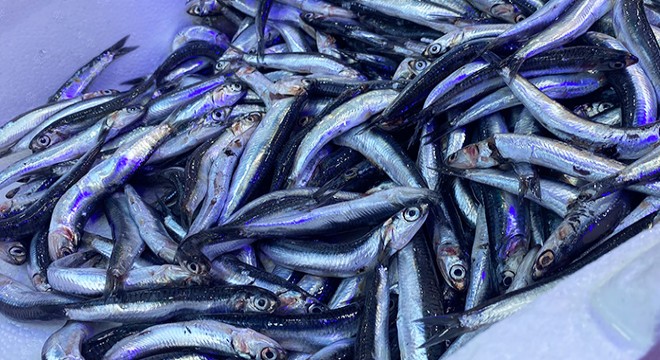 Karadeniz’de  aşırı avcılık’ tehlikesi; hamsi boyu küçüldü