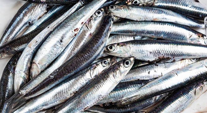 Karadeniz de avı yasaklanan hamside fiyatlar değişmedi