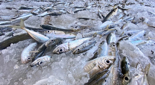 Karadeniz’de balık avcılığına sıkı denetim