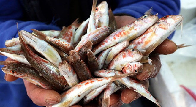 Karadeniz de balık avı azaldı
