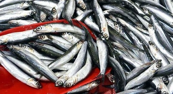 Karadeniz de hamsi avı yasağı uzatılsın çağrısı
