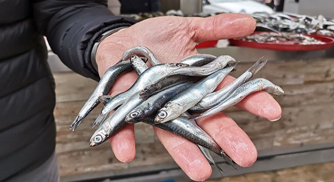 Karadeniz de  hamsi avı yasaklansın  çağrısı