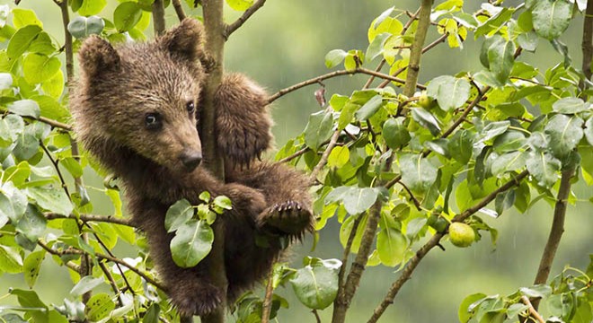 Karadeniz’de popülasyonu artan ayılar korkutuyor