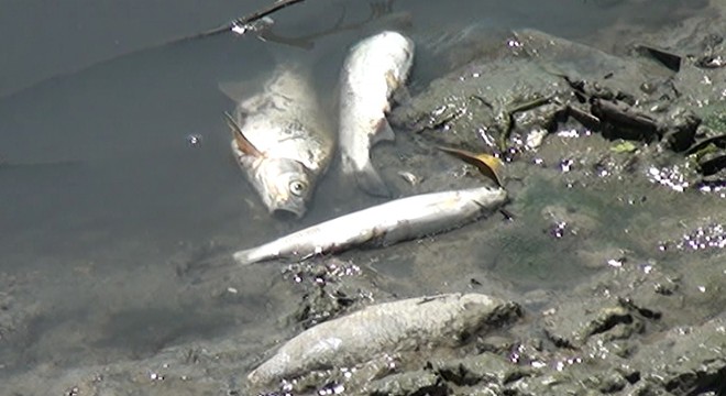 Karakaya Barajı nda balık ölümleri tedirgin etti
