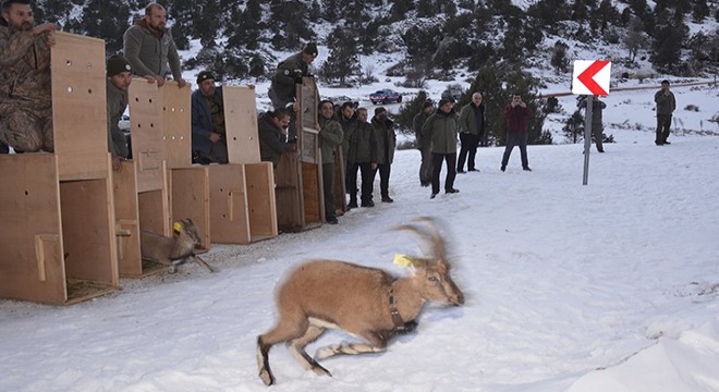 Karanlıkdere Kanyonu Tabiat Parkı na 7 yaban keçisi bırakıldı