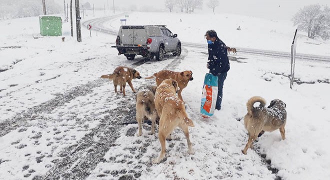 Karda yiyecek bulmakta zorlanan köpekler için mama bırakıldı