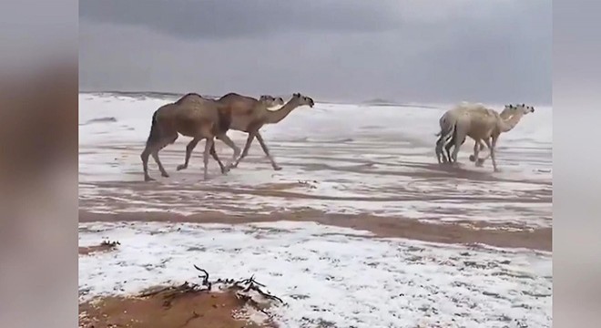 Karla kaplı çölde develerin yürüyüşü izlenme rekorları kırdı