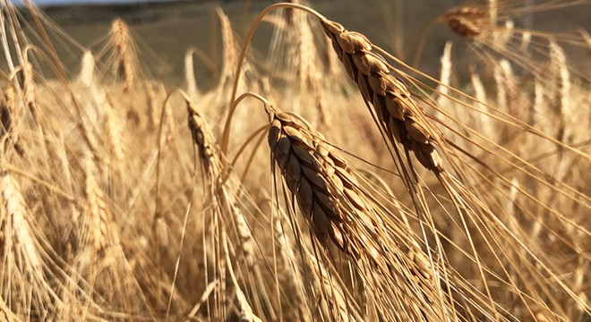 Kars ın 13 bin yıllık buğdayı  kavılca  ekimi yaygınlaştırılıyor