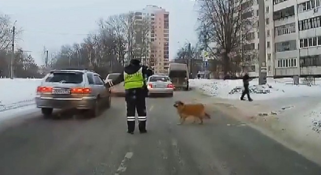Karşıya geçemeyen köpek için trafiği durdurdu