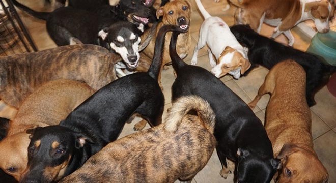 Kasırgadan korumak için 97 köpeğe evini açtı