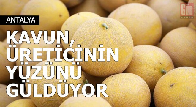 Kavun, üreticinin yüzünü güldürüyor