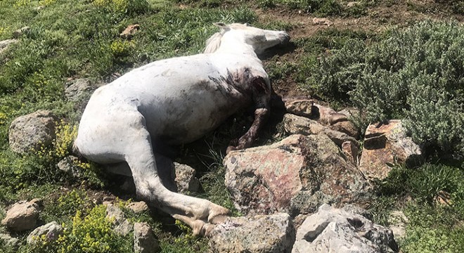 Kaya parçasının isabet ettiği yılkı atı öldü