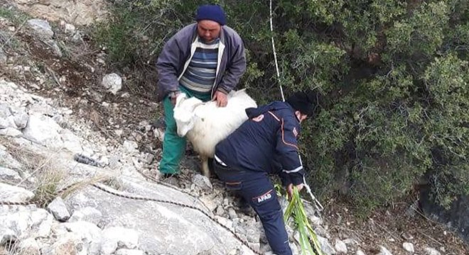 Kayalıklarda mahsur kalan gebe keçi kurtarıldı