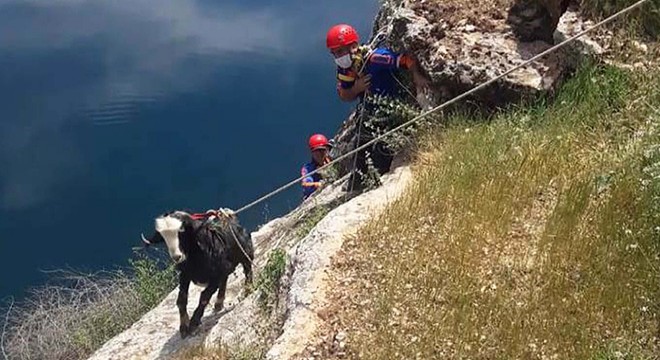 Kayalıklarda mahsur kalan keçiye halatlı kurtarma