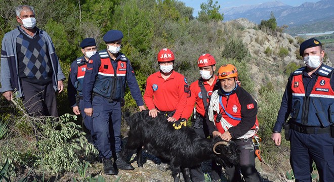 Kayalıkta mahsur kalan 3 keçiyi jandarma kurtardı