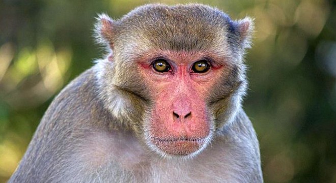 Kaybolan telefonundan maymun selfiesi çıktı
