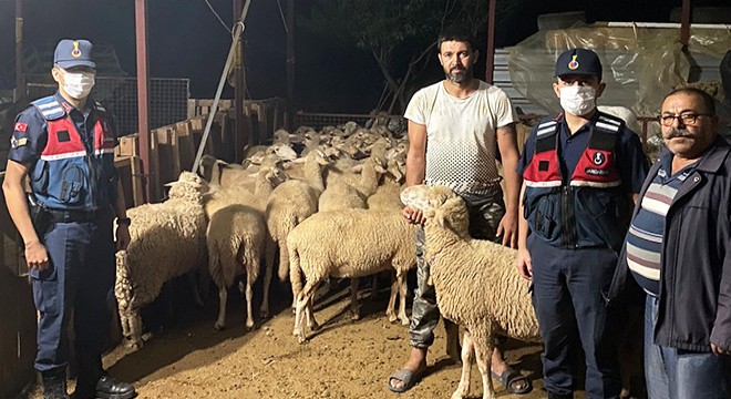 Kayıp 46 koyun ve kuzu, 2 bin 300 metre uzakta bulundu